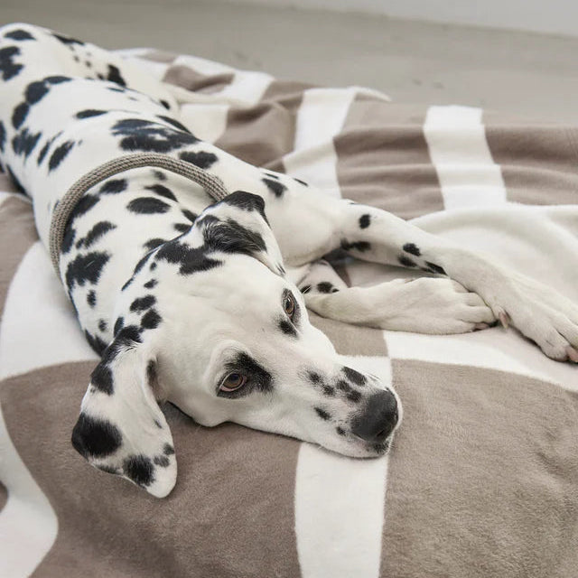 Blocco Hunde und Katzendecke