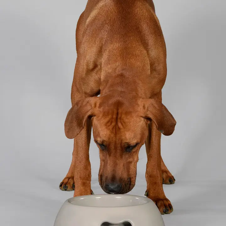 Großer Napf, stilvoll und umweltfreundlich für Hunde und Katzen geeignet. Farbe grau
