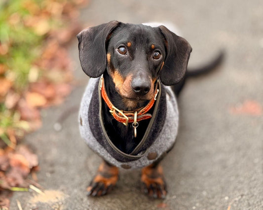 Hundemantel ab welcher Temperatur? Wann dein Hund im Winter Kleidung braucht