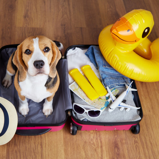 Hotel mit Hund: Alle Regeln, Kosten & Tipps für deinen Urlaub