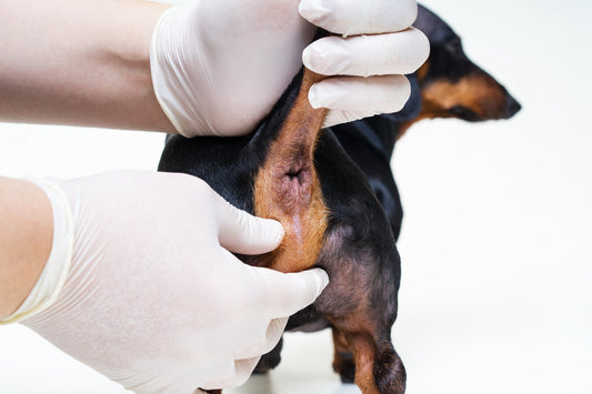 Analdrüsen beim Hund – Kleines Organ, oft großes Drama
