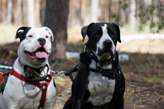Listenhunde – Vom Kampfhund zur Herzensangelegenheit