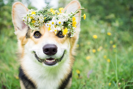Sommerurlaub mit Hund oder Katze