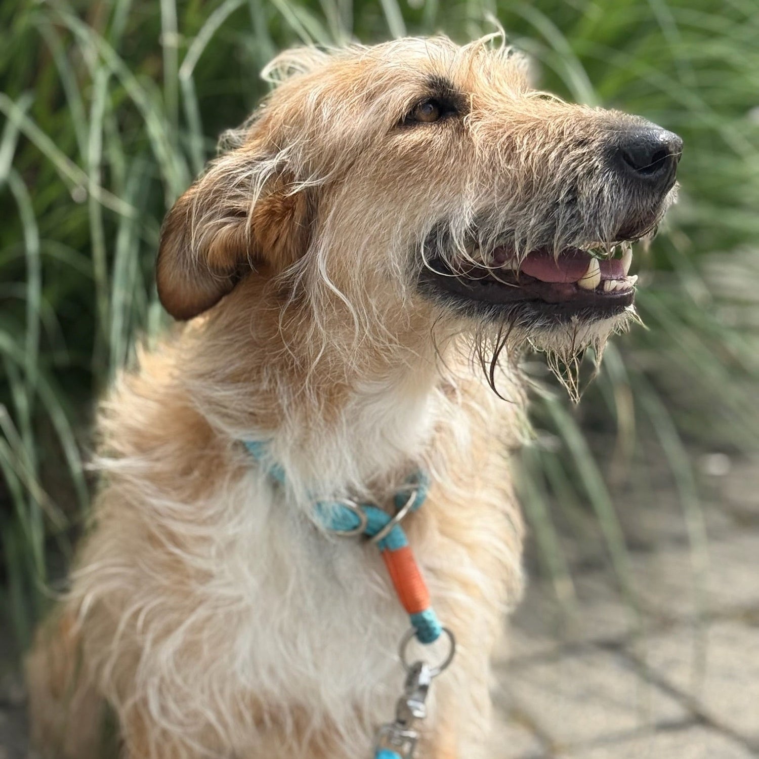 Glücklicher Hund mit Halsband und Leine von der Marke Schätzeleinen.