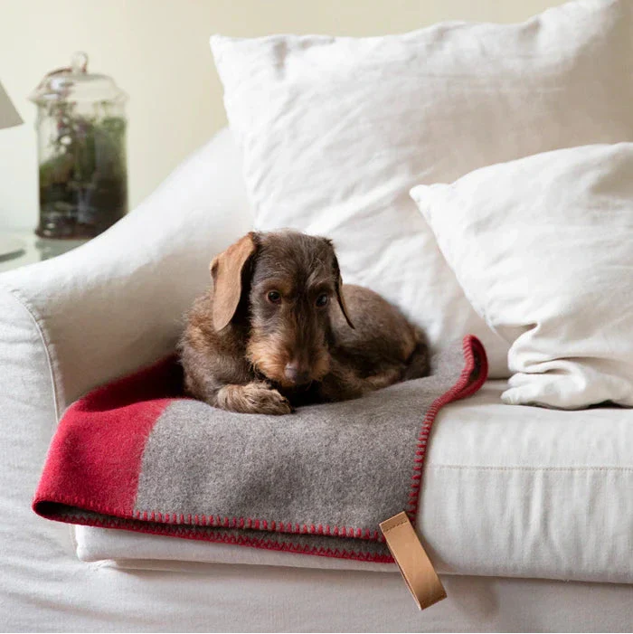 Hund mit hochwertiger Fließdecke in graurot auf der Couch liegend