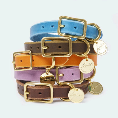 Abgerundetes Fettlederhalsband für Dackel und kleine Hunde