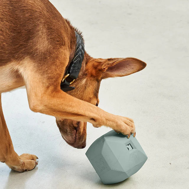 Dado – Der stilvolle Spielwürfel für Hunde