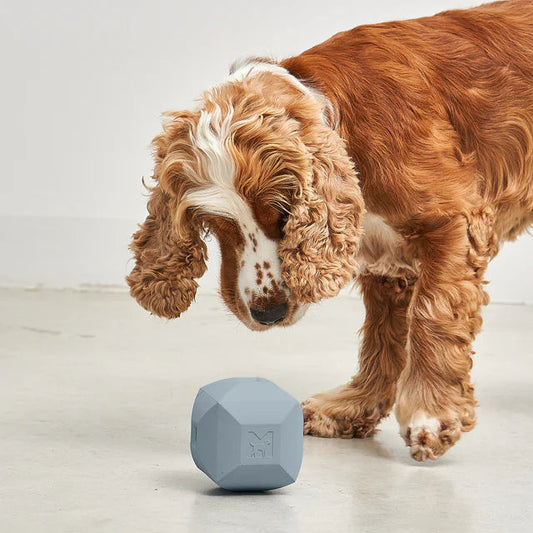 Dado – Der stilvolle Spielwürfel für Hunde