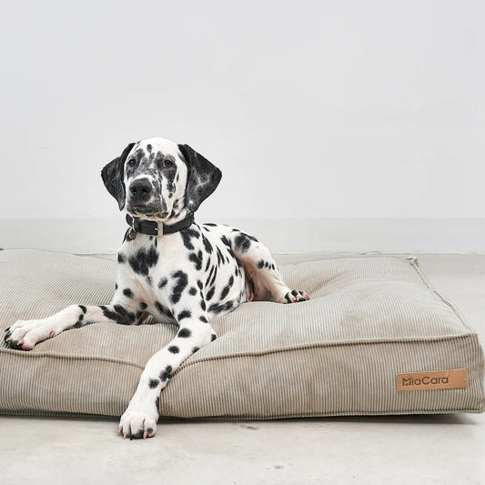 Cordo Hundekissen