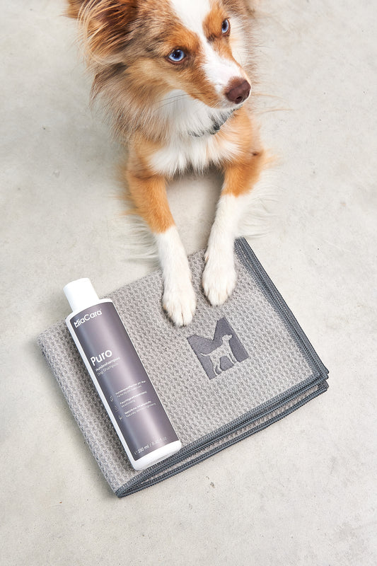 Hundeshampoo