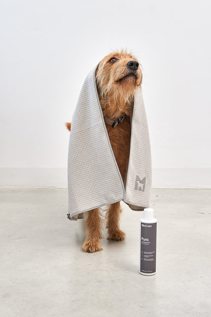 Hundeshampoo