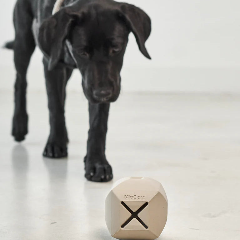 Dado – Der stilvolle Spielwürfel für Hunde