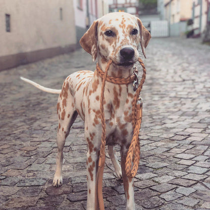 Bergamo, Flechtleder Halsband