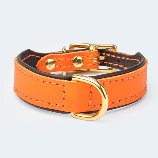 Hochwertiges Hundehalsband aus Leder in stilvollem orange-braunen Design mit goldenen Beschlägen