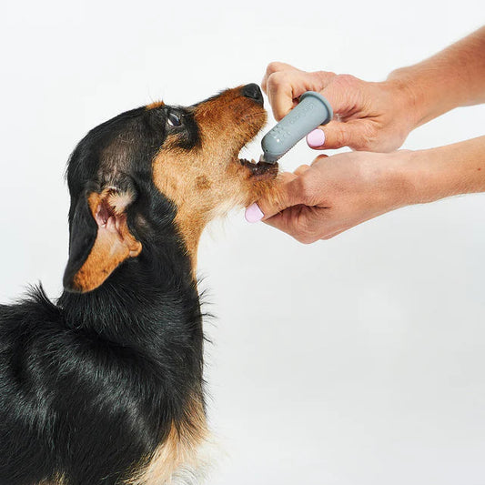 Dito Zahnbürste 3 Set