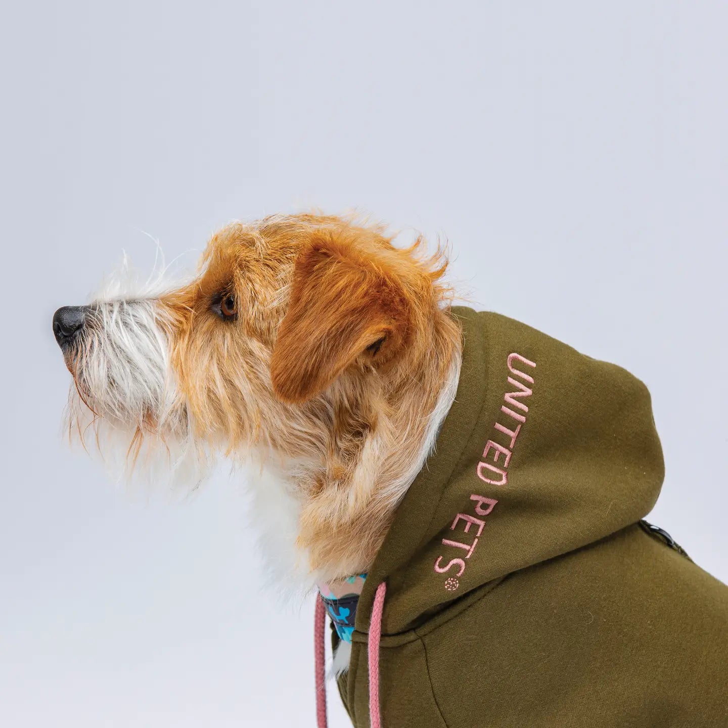 Sweat Pullover Bull Detailaufnahme Material. Hersteller United Pets. Farb: Oliv-Rosa