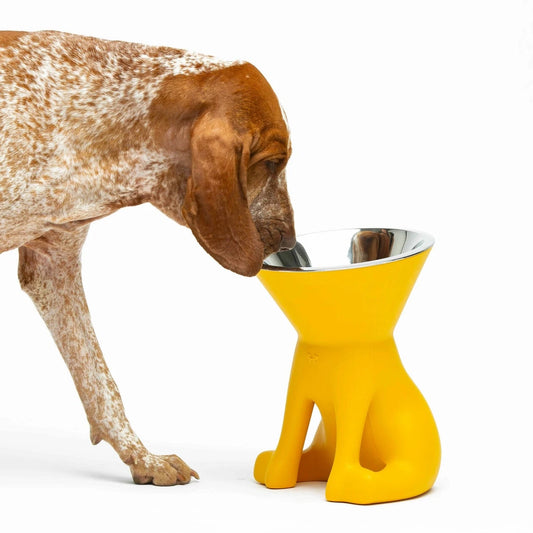 Stilvoller erhöhter Hundenapf für eine ergonomische Fresshaltung